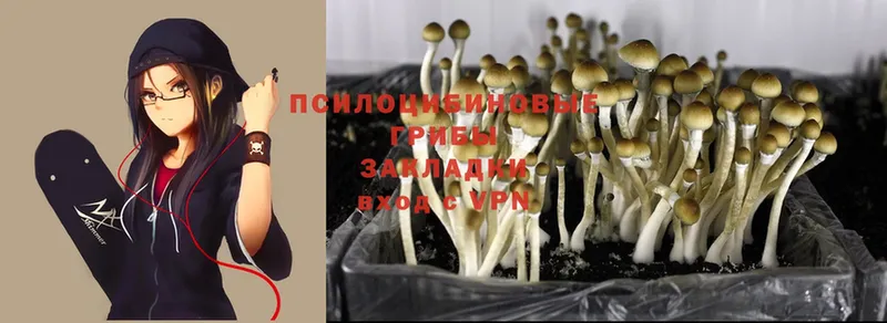 Галлюциногенные грибы Psilocybe  KRAKEN ССЫЛКА  Багратионовск 